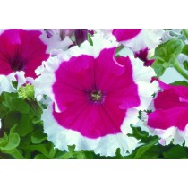 PETUNIA FROST CHERRY NR.1000 SEMI PILL.